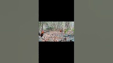 video cuab qaib qus zoo saib