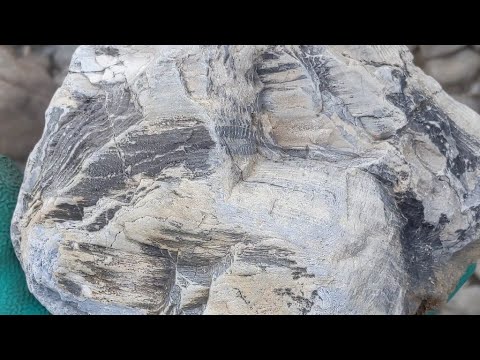 大きな珪化木 Big Petrified wood. - YouTube