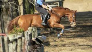 37 Horses11picture   33 Jumps