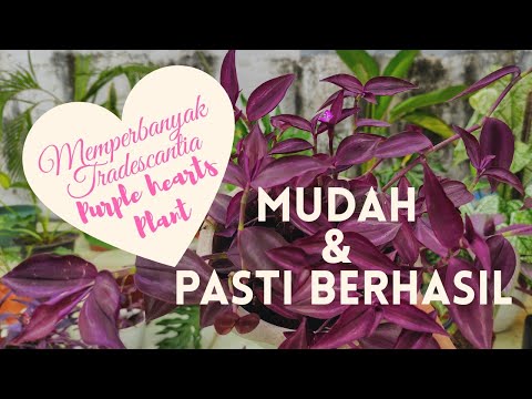 Video: Mengapa Tradescantia Menukar Warnanya?