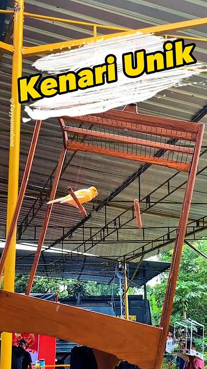 Kenari lomba yang unik #kenari #lombaburung #sangkarunik