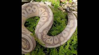 Banana Cinnamon Hidden Gene Woma