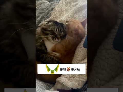 Это мы никуда сегодня не пошли и остались батониться дома #cat #юмор #catlover