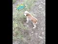 Спаниелька говорит - я рядом! 🐾🐕😍