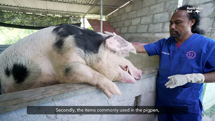 Biosecurity in Pig Farming: Timor-Leste - DayDayNews