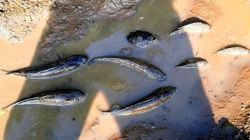 Bắt cá rô, cá lóc trên ruộng cạn | Catch perch, snakehead fish in shallow fields