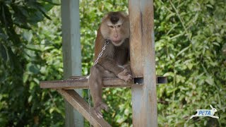 Monkeys Live Life Of Misery For Thai Coconut Milk