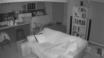 Reolink Captures: My Most Memorable Pet