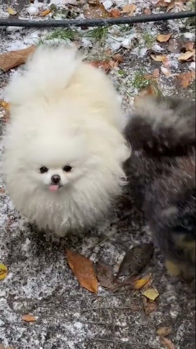 Cute dog #cute #dog #shorts