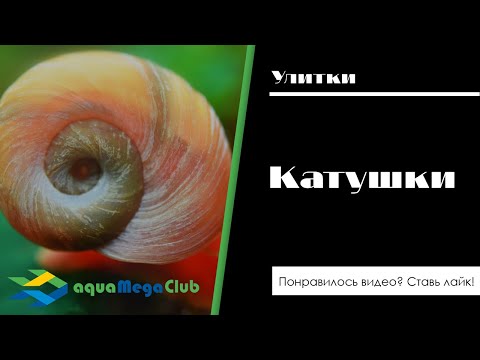 Улитки катушки - 4 способа, как избавиться от них в аквариуме