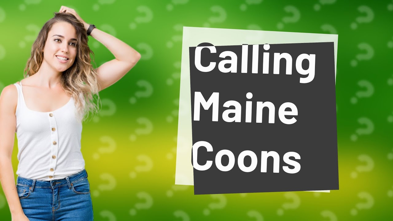 Do Maine Coon cats come when you call them? YouTube