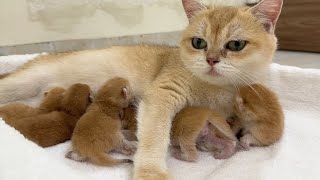 Five darling little kitten is ensnared in the embrace of its mother cat