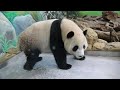 20221027 冰床母女先驗收 圓圓圓寶自玩球(午餐) Giant Panda Yuan Yuan &amp; Yuan Bao