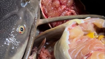 Buying river fish from Illah delta state oshimili north.