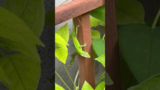Adolescent anole lizard in the morning