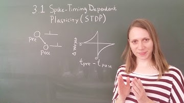 Computational Modeling of Neuronal Plasticity: 3.1
