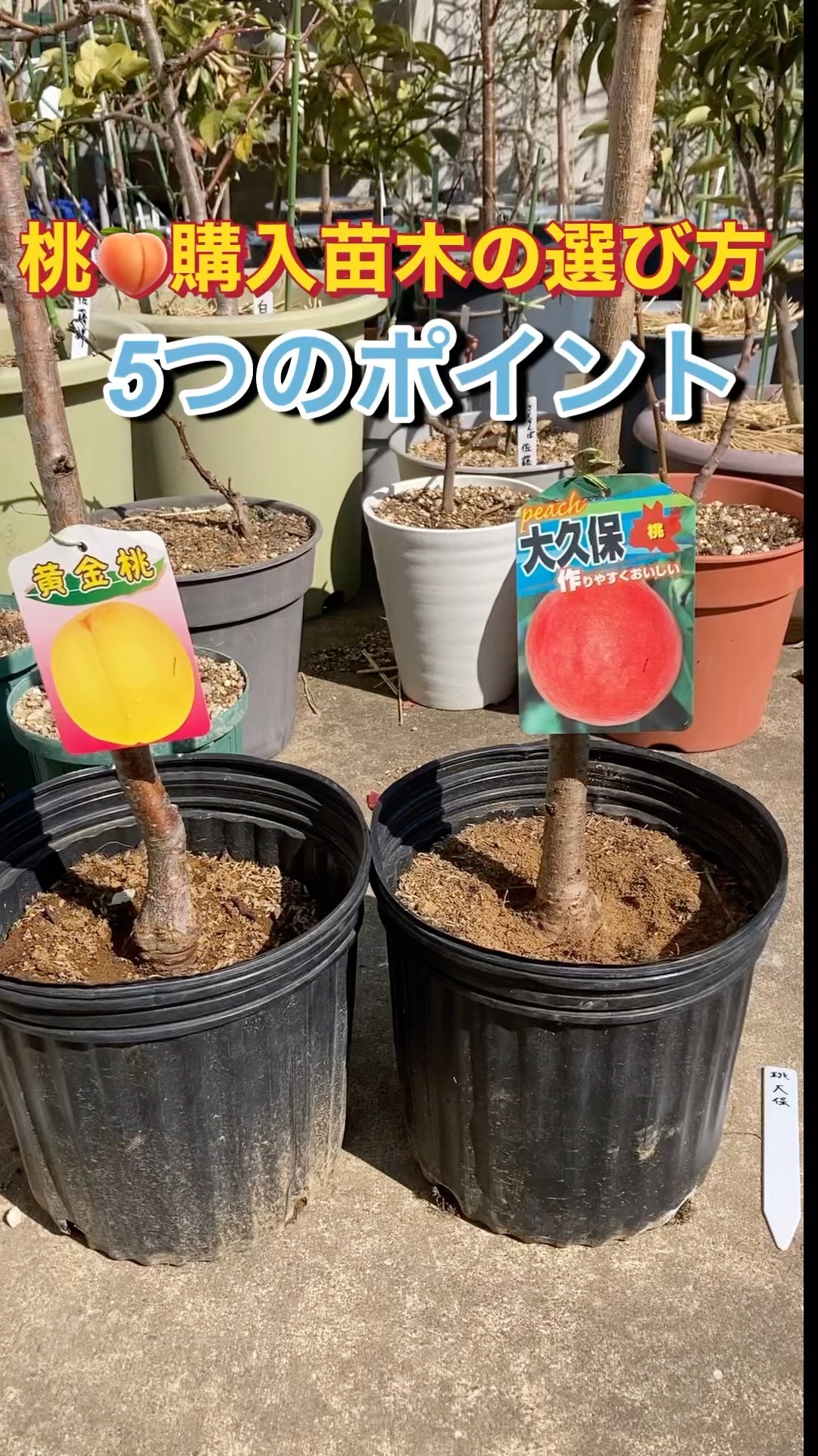 桃🍑、購入苗木の選び方、5つのポイント - YouTube