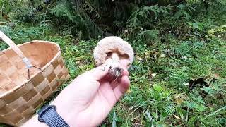 В лес за грибами, прогулка по осеннему лесу | To the forest for mushrooms