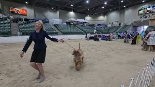 08.16.2024 Reno Kennel Club Afghan Hound Judging under Ms. Ann Roth
