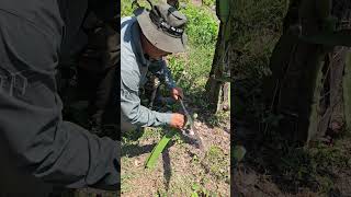 Como seleccionar esquejes de pitahaya correctamente #plantas #jardin