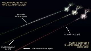 How Myelin Speeds Up Neuron Action Potentials