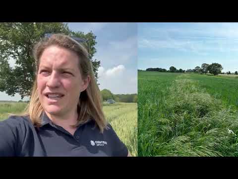 Spray gap spotlight: Weed pressure without pyroxsulam