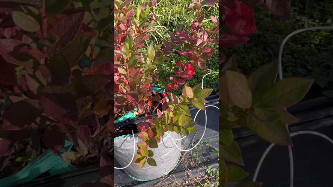 Голубика меняет окрас. Самая красивая ягодная культура. 