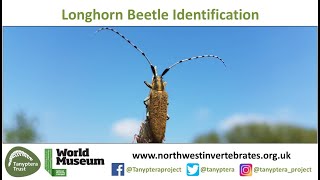 UK Longhorn Beetle Identification
