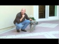 Training Your Dog To Go To a Mark Training Your Dog To Go To a Mark
