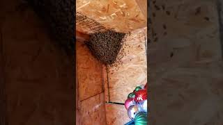 Here's What You Don't Know About removing bee swarm from shed