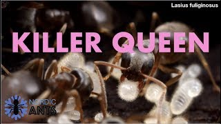Caring for a SOCIAL PARASITE ant queen   Lasius fuliginosus