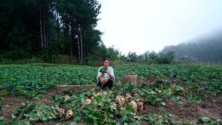 Jicama It Is A Delicious Fruit Or A Tasty Vegetable