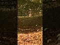 Deer Hunting