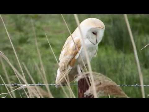 barn owl alert