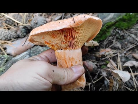 За грибами. Рыжики поперли, только успевай собирать. Грибы 2022.