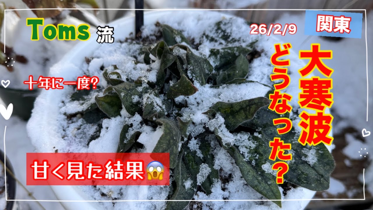 #寒波いでした　関東で氷点下7度 2026年2月9日大寒波で全部やられた！