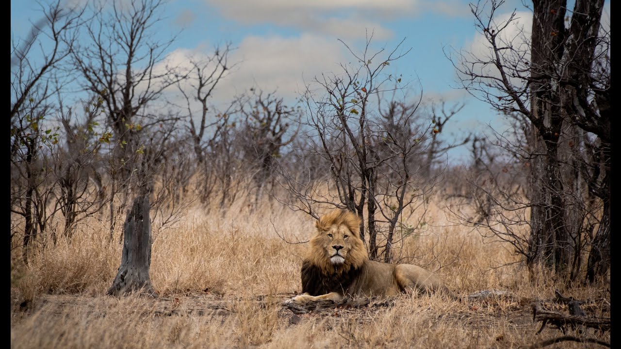 Kruger National Park Adventure | Letaba to Tsendze & Mopani | EP 2