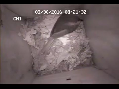 Bird House Camera