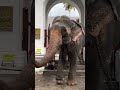 Elephant Visits Dalada Maligawa for a Treat Before the Perahera 🐘🇱🇰 #perahera #elephant
