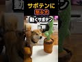ムカつくサボテン🌵