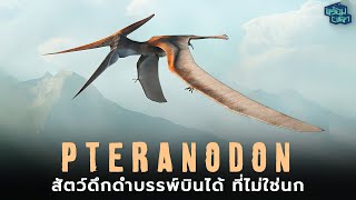 PTERANODON: จ้าวเวหาดึกดำบรรพ์ผู้โด่งดัง อดีตสัตว์บินได้ที่ใหญ่ที่สุดในโลก!!