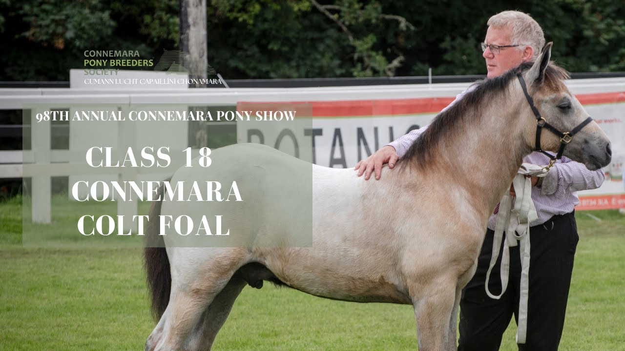 Class Eighteen Colt Foal | 98th Annual Connemara Pony Show