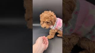 Jessica Simpson 🩷 Apricot Toy Poodle 🐩 #puppy #female #cute #toocute #poodle #toypoodle #poodlepuppy