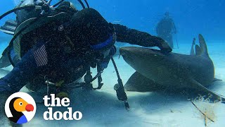 Diver Befriends A 'Relentless' Nurse Shark | The Dodo Wild Hearts