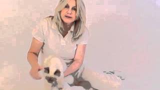 Rasseporträt Heilige Birma