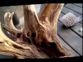 Cleaning a Large Driftwood Root Stump for Aquarium Terrarium Garden Landscape