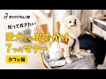 おでかけマナー 〜カフェ編〜【おでかけわんこ部】