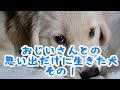 【感動する話】おじいさんとの思い出だけに生きた犬その1