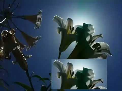 Lots Of Hands Mistake Tiktok Version 