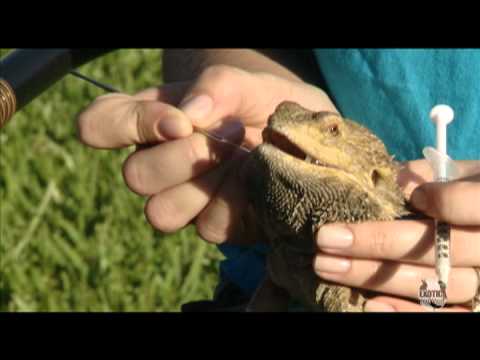 Bearded dragon dewormer Bearded dragon dewormer
